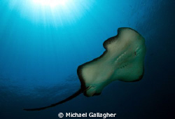 Bull ray at Julian Rocks, Byron Bay, NSW, Australia by Michael Gallagher 